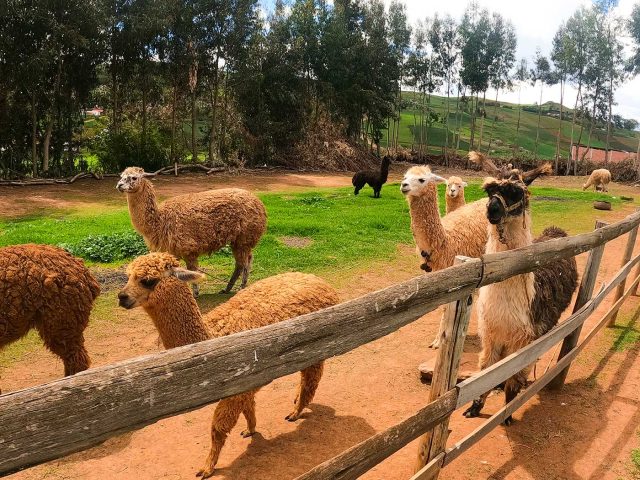 Alpaca farm