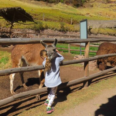 Sacred Valley Pisac Full Day Tour & Alpaca Farm