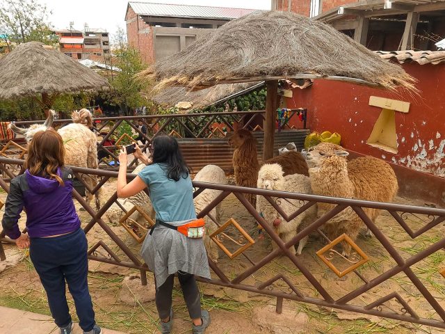 Alpaca Farm