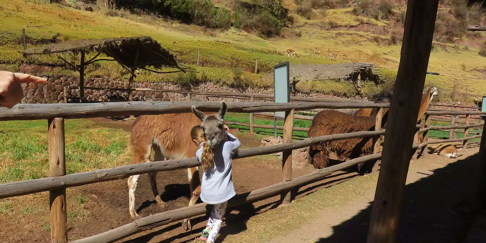 Llamas Sacred Valley