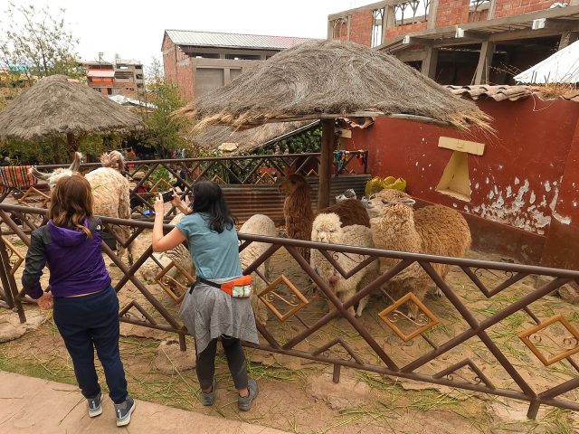 Alpaca Farm