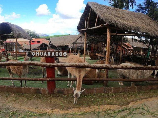 Local Alpaca Farm