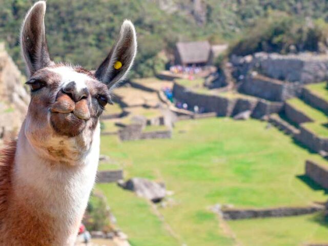 Everything You Need to Know About the Llamas in Machu Picchu