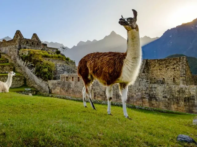 Machu Picchu Tour From Ollantaytambo